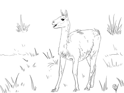 Guanaco South America Camelid Coloring Page